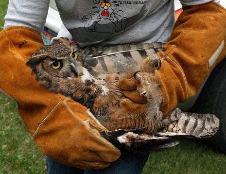 The claws of a great horned owl can exert pressure of 500 psi.