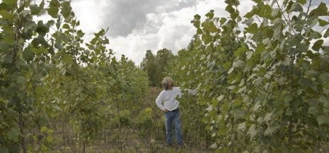 Michigan Tech's Robert Froese in a stand of poplars, a kind of fast-growing tree used to make biofuel.