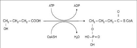 Initial steps in metabolism of 4-HB.