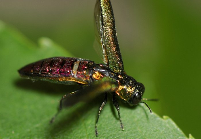 The emerald ash borer is an invasive insect species that is destroying ash trees in the Upper Peninsula of Michigan
