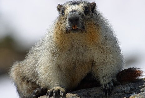 Study of hibernation in marmots could help solve puzzle of disuse osteoporosis for astronauts and the bedridden.