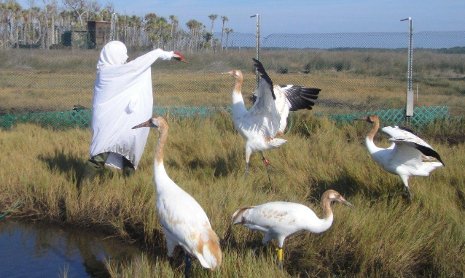 Eva Szyszkoski tending to the whooping cranes in her crane costume,