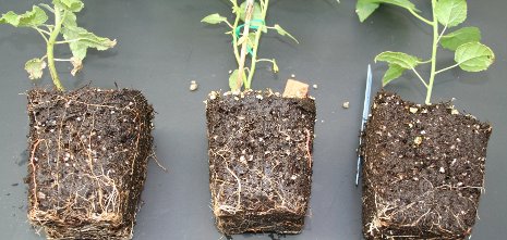 The plant at the left, with the most vigorous root system, is the one most deficient in a plant hormone known as gibberellin.