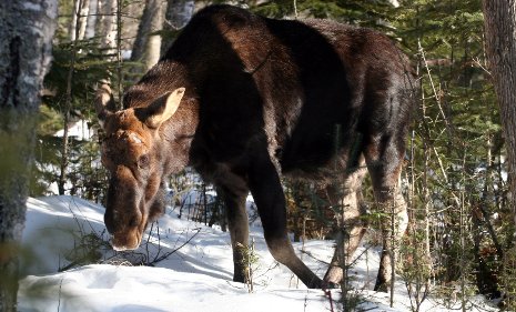 Isle Royale Moose An Isle Royale moose prepares to bed down in winter.