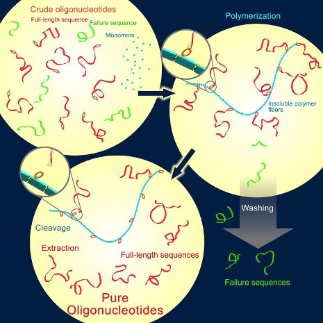 Synthetic DNA purification process Synthetic DNA purification process developed by Shiyue Fang, Michigan Tech Chemistry Department image