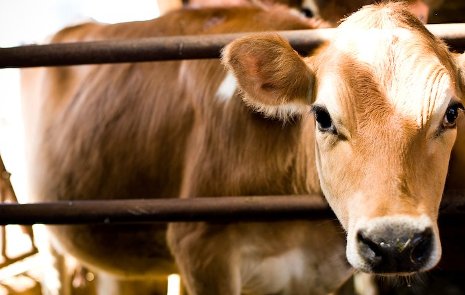 Jersey Cow Jersey Cow. Photo by Stephen Kennedy, courtesy of the Innovation Center for US Dairy
