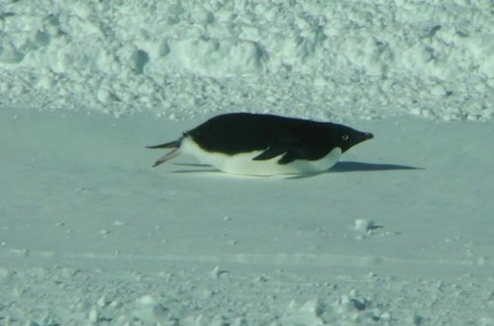 A penguin at McMurdo