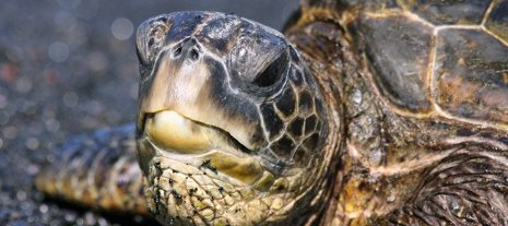 Removing debris from a sea turtle nesting site. Michigan Tech's Alternative Spring Break