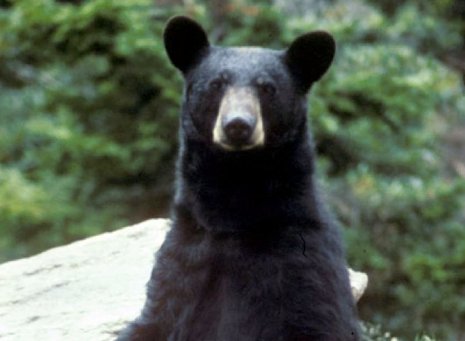 Black Bear Seth Donahue's work on bear parathyroid hormone could lead to a new treatment for osteoporosis.