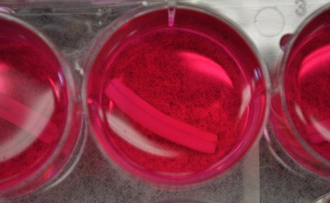 A fibrin-coated wire in a well plate, covered with pink cell culture medium.