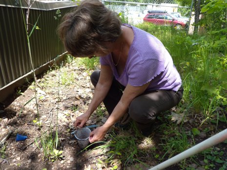 Kathy Roberts retrieves bugs from a pitfall trap.