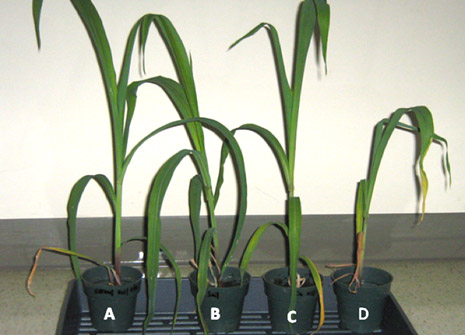 Influence of TLC 6-6.5-4 on the growth of maize A: soil + bacteria inoculation B: Control (no bacteria and copper) C: soil + bacteria + copper (500mg/kg) D: soil + copper (500mg/kg)