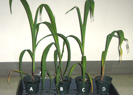 Maize grown in soil with copper and bacteria Influence of TLC 6-6.5-4 on the growth of maize A: soil + bacteria inoculation B: Control (no bacteria and copper) C: soil + bacteria + copper (500mg/kg) D: soil + copper (500mg/kg)