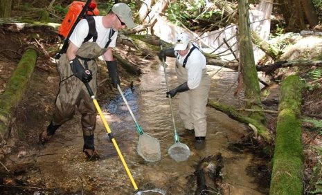 Grayling study Nancy Auer, associate professor of biological sciences, at right, and Marty Holtgren, a biologist with the Little River Band of Ottawa Indians, conducting an electro-fish survey of the fish in one of the tributaries to the Big Manistee River in July 2011.