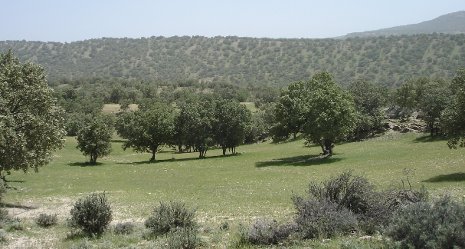 Michigan Tech PhD student Azad Henareh uses remote sensing images and data to identify sudden forest loss in western Iran. The research approach and factors involved are similar to those discussed in the Oct. 14, 2011 issue of the journal Science.