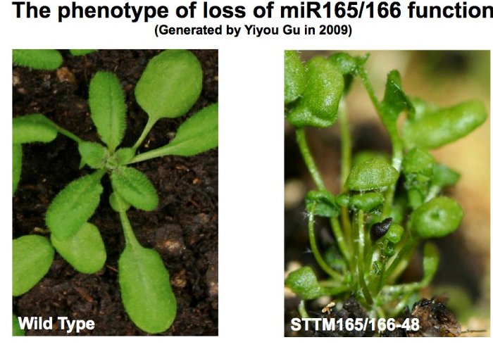 Arabidopsis When Tang's research team knocked out a certain piece of small RNA, it caused Arabidopsis to grow shapelessly compared to a control plant, left. Guiliang Tang photo