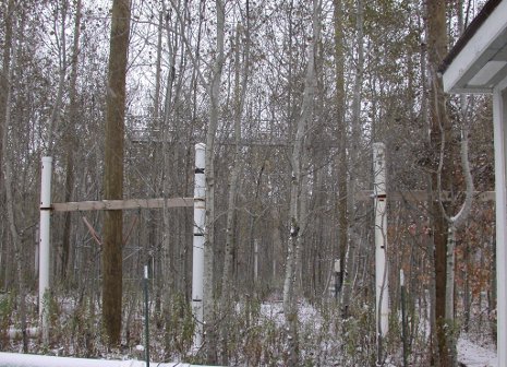 An Aspen FACE plot before it was harvested in 2009.
