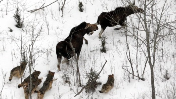 Isle Royale wolves chasing their dinner.