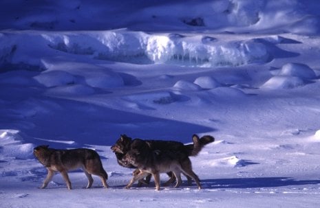 Wolves at Isle Royale National Park.