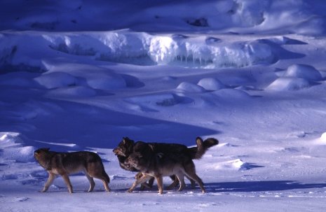 Wolves in Winter Wolves at Isle Royale National Park.