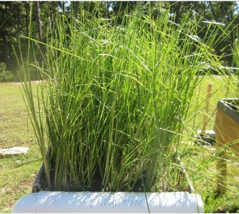 Vetiver Vetiver grass growing in lead-contaminated soil in San Antonio, Texas. Ramesh Attinti photo