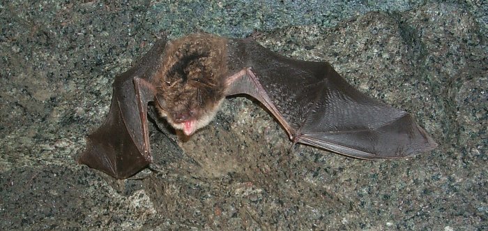 Little brown bats help control insect pests.