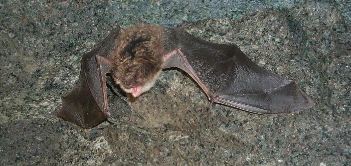 Little Brown Bat Little brown bats help control insect pests.