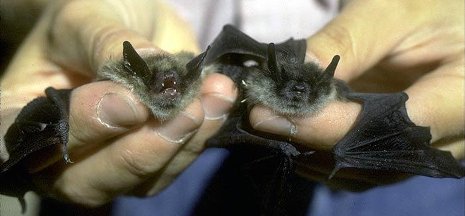 Little brown bats are aptly named. 