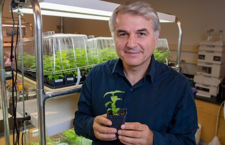 Victor Busov Poplars Victor Busov tends the baby poplars whose genetics he is studying.