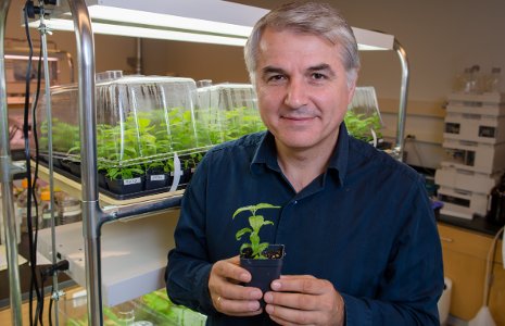 Victor Busov tends the baby poplars whose genetics he is studying.