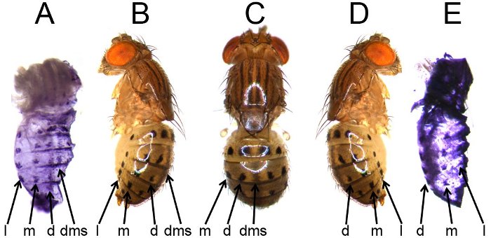 Pupae (A and E) and adult (B, C, and D) fruit flies showing lateral (l), median (m), dorsal (d), and dorsal midline shade (dms) spots.
