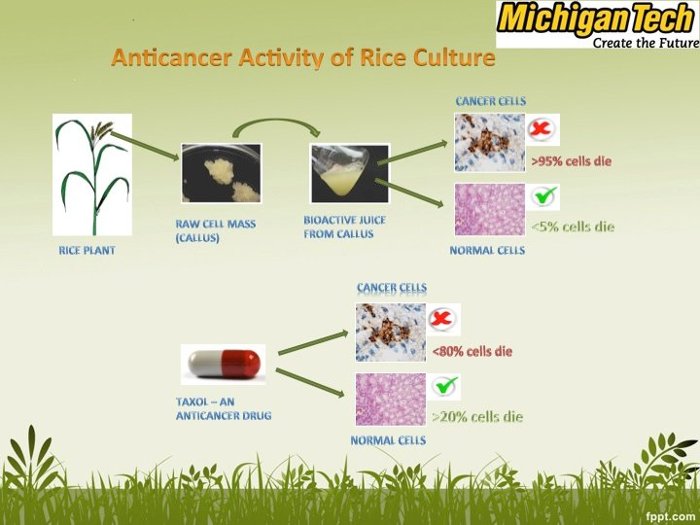 Illustration In laboratory tests, juice from Ramakrishna Wusirika's rice cell culture was comparable to Taxol in cancer-killing strength but was far gentler on normal cells.