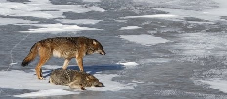 Wolves of Isle Royale National Park.