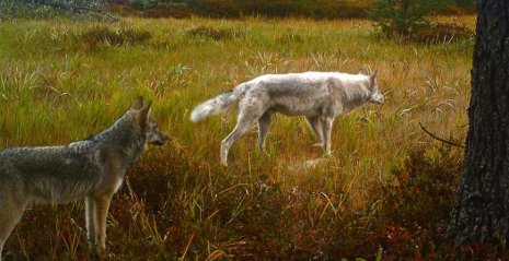 Wolves in the Upper Peninsula of Michigan.