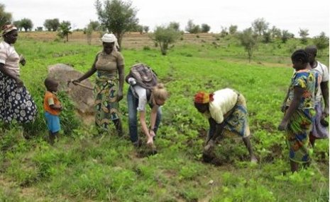 PCMI Cameroon Michigan Tech Peace Corps Master's International student Mary Snyder helps villagers in Cameroon weed peanuts.