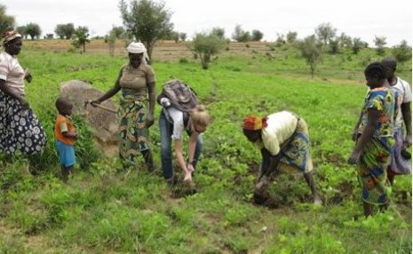 Michigan Tech Peace Corps Master's International student Mary Snyder helps villagers in Cameroon weed peanuts. 