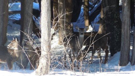 Deer like to gather under the protection of evergreens like northern white cedar in the winter . 