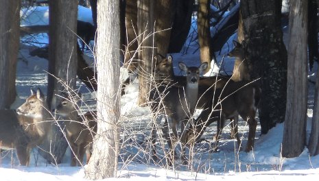 Deeryard in Winter Deer like to gather under the protection of evergreens like northern white cedar in the winter .