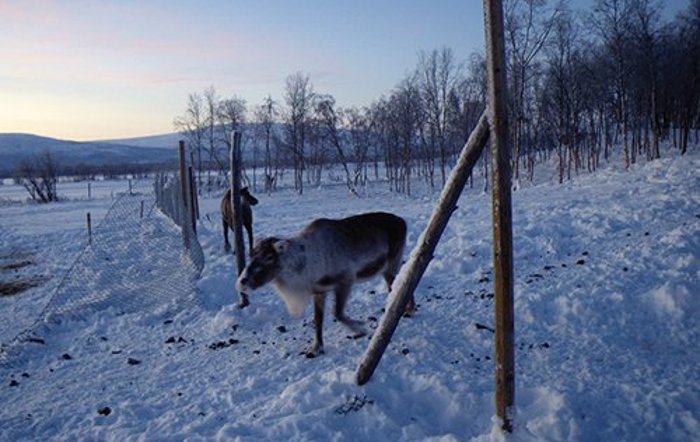Northern Mining Can reindeer and those who depend on them survive a new open-pit mine?