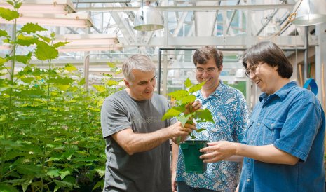 Poplar roots Victor Busov, left; Yordan Yordanov, center; and Hairong Wei, right, examine their experimental poplar trees.