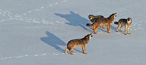 Isle Royale wolves face harsh winters and suffer from inbreeding.