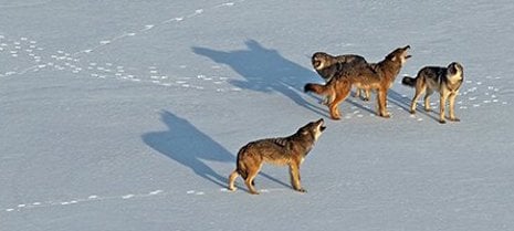 Isle Royale Wolves Isle Royale wolves face harsh winters and suffer from inbreeding.