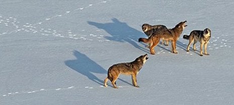 Isle Royale wolves face harsh winters and suffer from inbreeding.