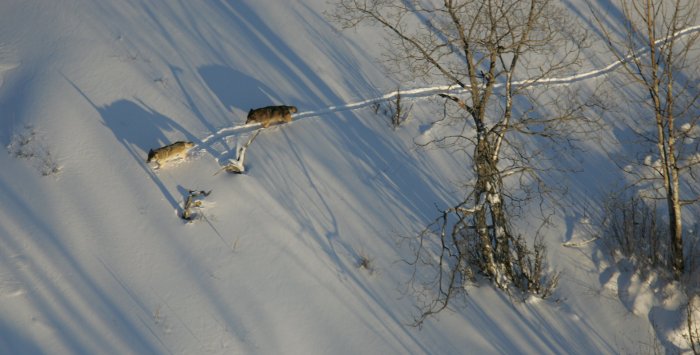 Isle Royale wolves trek through the snow.