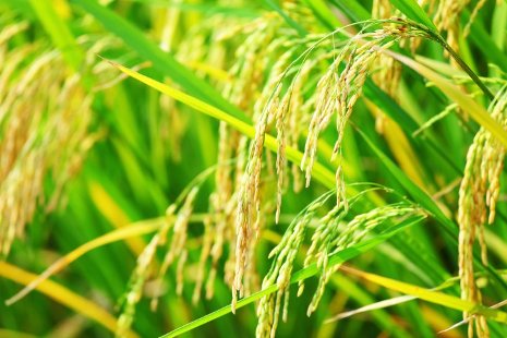 Guiliang Tang aims to decode the genetics of food crops, leading to more productive, disease-resistant varieties. Thinkstock photo