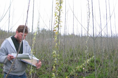 A researcher performs phenological observations in an activation tagging population field trial in Oregon.  Photo: Steven Strauss, Oregon State University.