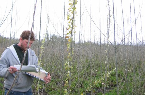 EBB1 Gene Research A researcher performs phenological observations in an activation tagging population field trial in Oregon. Photo: Steven Strauss, Oregon State University.