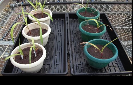 Maize plants grown in stamp sand inoculated with bacteria, left, were considerably more robust than those grown in stamp sand alone, right. This research could lead to new remediation techniques for soils contaminated by copper and other heavy metals.