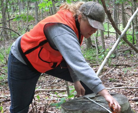 Maija Erikson, a 2010 Michigan Tech alumna, collects field data during the northern hardwood forests study. 