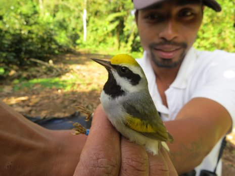 Moises Siles, Amber Roth's banding assistant at Reserva El Jaguar in Nicaragua, holds the Golden-winged Warbler in his hand.  